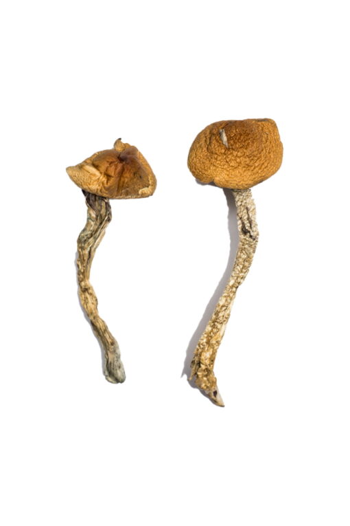 Daddy Long Legs Magic Mushrooms Daddy Long Legs Magic Mushrooms